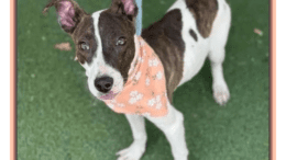 A black/white hound with an orange scarf