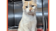 An orange tabby/white cat sitting upright inside a cage