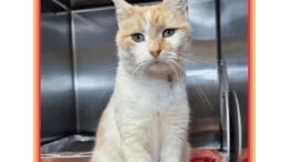 An orange tabby/white cat sitting upright inside a cage