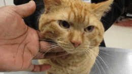 An orange tabby cat sitting on a table