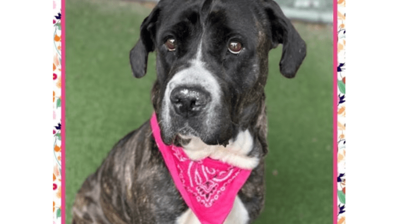 A brindle/white Cane Corso sitting on a grass field with a pink scarf