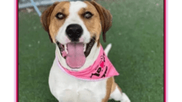A tan/white hound sitting on a grass field looking happy