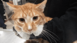 An orange tabby/white held by someone in black
