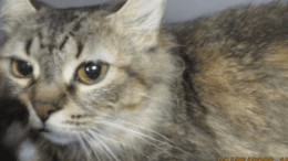 A tabby/white cat inside a cage, looking sad