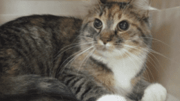 A tabby/calico cat loafed inside a cage