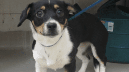 A tri-color terrier with blue leash