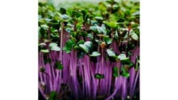 Photo of colorful microgreens