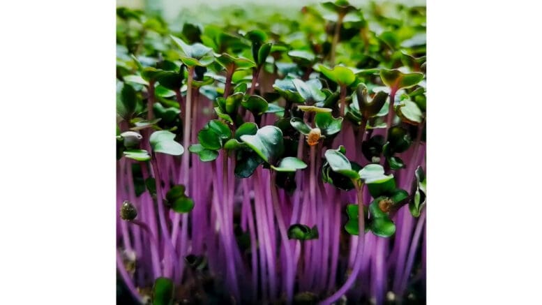 Photo of colorful microgreens