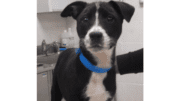A black/white American pit bull terrier with a blue scarf