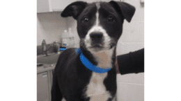 A black/white American pit bull terrier with a blue scarf