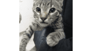 A tabby cat held by someone
