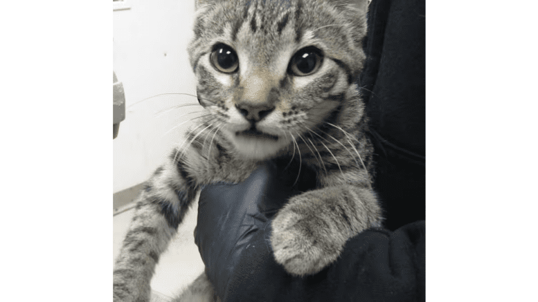 A tabby cat held by someone