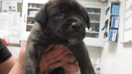 A brindle/white shepherd puppy held by someone