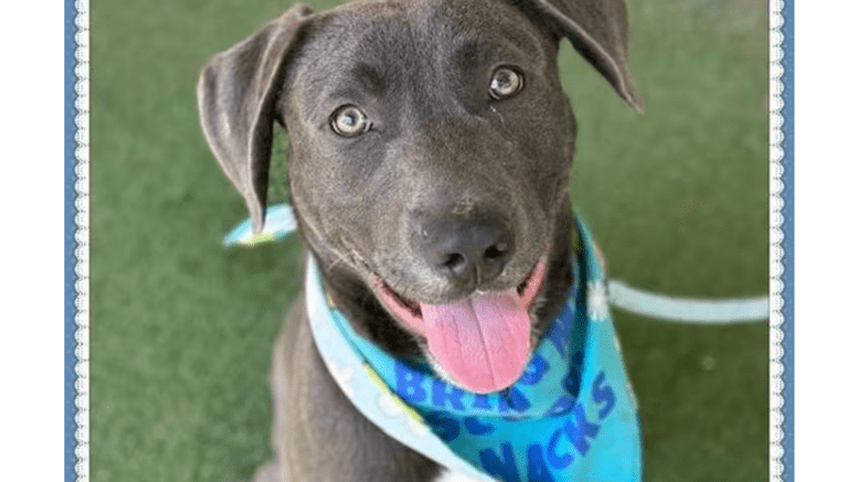 A dark grey/white American pit bull terrier, with tongue's out