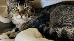 A tabby/white cat loafed inside a cage