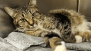 A tabby/white cat lying down on its side inside a cage
