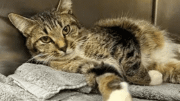 A tabby/white cat lying down on its side inside a cage