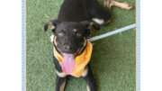 A black/tan terrier lying on the ground looking happy