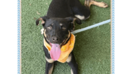 A black/tan terrier lying on the ground looking happy