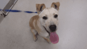 A tan/white labrador retriever with tongue's out