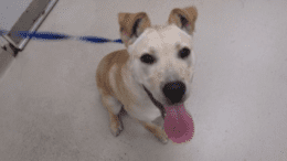 A tan/white labrador retriever with tongue's out