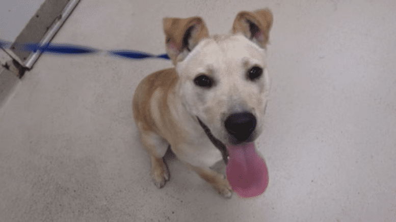 A tan/white labrador retriever with tongue's out