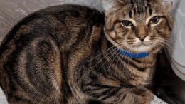A tabby cat loafed inside a cage