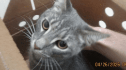 A grey tabby cat sitting inside a box