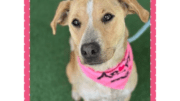 A tan/white labrador retriever with a pink scarf