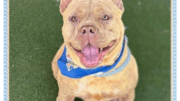 A tan American pit bull terrier looking happy