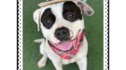 A black/white American Staffordshire terrier with a brown hat