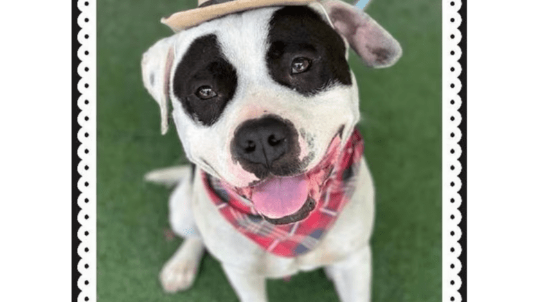A black/white American Staffordshire terrier with a brown hat