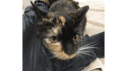 A tortoiseshell cat held by someone on its head