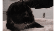 A tortoiseshell cat lying with a cloth underneath
