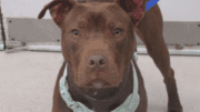 A chocolate American pit bull terrier looking at the camera