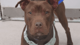 A chocolate American pit bull terrier looking at the camera