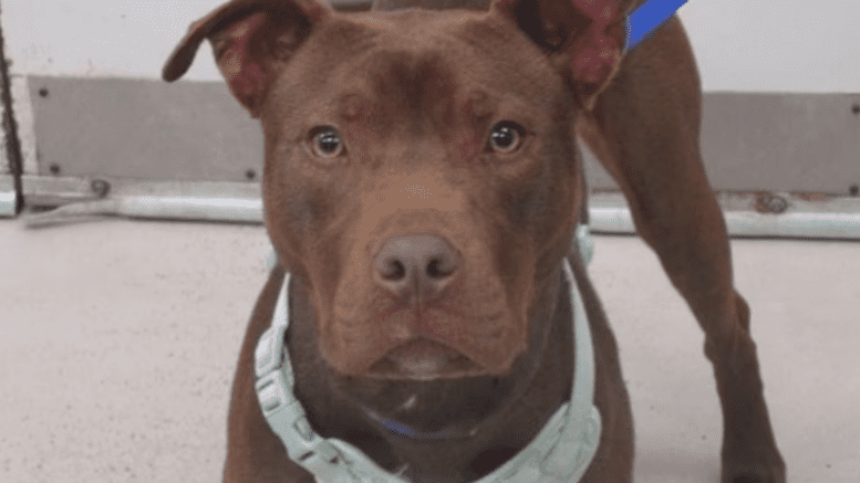 A chocolate American pit bull terrier looking at the camera