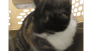 A tortoiseshell/white cat sitting inside a cage
