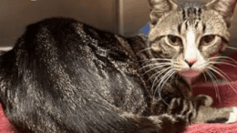 A grey tiger/white cat loafed on a red cloth inside a cage