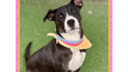 A tri-color labrador retriever with a yellow scarf