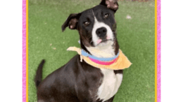 A tri-color labrador retriever with a yellow scarf