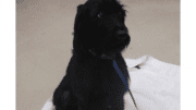 A black terrier sitting on a white cloth