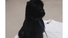 A black terrier sitting on a white cloth
