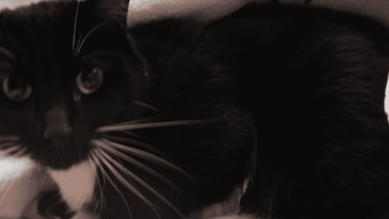 A black cat loafed inside a cage