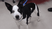 A white/black Australian cattle dog with a blue leash