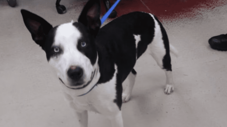 A white/black Australian cattle dog with a blue leash