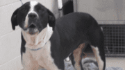 A black/white pointer in barking position