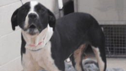 A black/white pointer in barking position