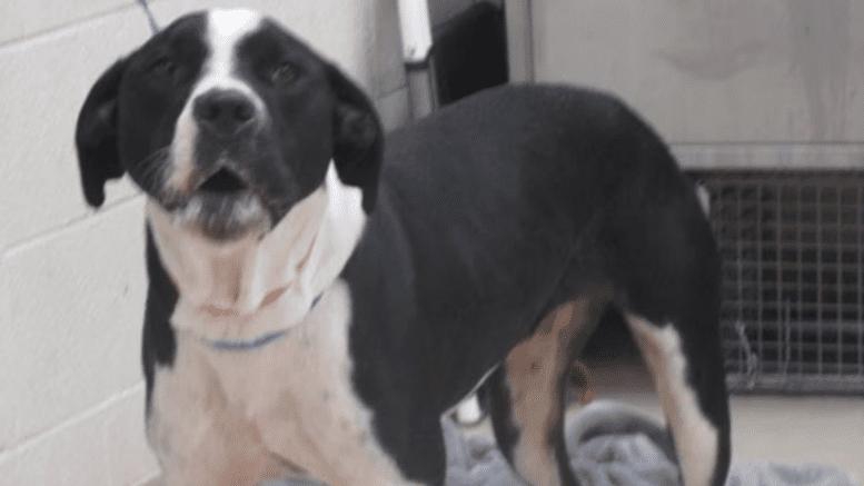 A black/white pointer in barking position