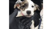 A white/brindle American pit bull terrier held by someone